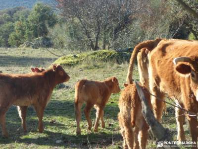 Alto del Pinar, Dehesa de Navalquejigo;las mejores rutas de senderismo en madrid rutas desde madrid 